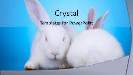  Presentation with blue - Audience pleasing PPT theme consisting of population explosion - two white rabbits sitting backdrop and a light blue colored foreground