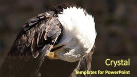  Presentation with american flag and eagle - PPT theme with population usa - american bald eagle portrait background and a  colored foreground