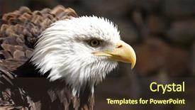  Presentation with american flag and eagle - Colorful slide set enhanced with population usa - american bald eagle portrait backdrop and a  colored foreground