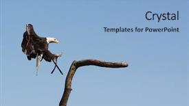  Presentation with eagle - PPT layouts with population usa - american bald eagle portrait background and a  colored foreground