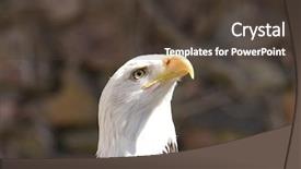  Presentation with american flag and eagle - Colorful presentation design enhanced with population usa - american bald eagle portrait backdrop and a  colored foreground