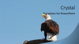  Presentation with american flag and eagle - Slide set featuring population usa - american bald eagle portrait background and a  colored foreground