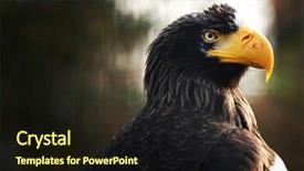  Presentation with black hawk eagle - Amazing presentation theme having population usa - eagle close up backdrop and a wine colored foreground