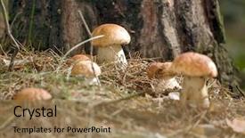  Presentation with mushroom - Slide deck consisting of plants is on a forest background and a coral colored foreground