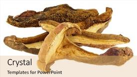  Presentation with wild learning - Theme featuring  background and a  colored foreground