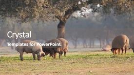  Presentation with pig - Amazing slides having iberian pig eating acorns backdrop and a gray colored foreground