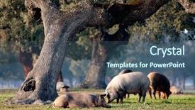  Presentation with pigs - Amazing slide deck having pigs grazing among the oak backdrop and a ocean colored foreground