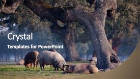  Presentation with pigs - Slide deck featuring cerdo - iberian pigs grazing background and a ocean colored foreground