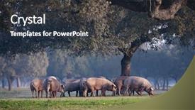  Presentation with grazing - Colorful slide deck enhanced with iberian pigs grazing backdrop and a tawny brown colored foreground