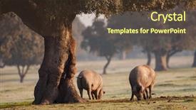  Presentation with grazing - Presentation design consisting of iberian pigs grazing background and a coral colored foreground