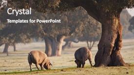 Presentation with pigs - Colorful presentation design enhanced with dehesa - iberian pigs grazing backdrop and a dark gray colored foreground