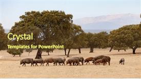  Presentation with pigs - PPT layouts featuring pigs grazing among the oak background and a tawny brown colored foreground