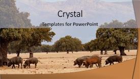  Presentation with pigs - Cool new slides with  backdrop and a  colored foreground