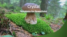  Presentation with mountains forests green forest - Amazing PPT layouts having nice mushroom on green moss backdrop and a gray colored foreground