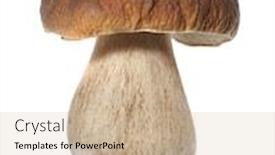  Presentation with mushroom - Presentation theme enhanced with porcini-mushroom-boletus-edulis-aka background and a soft green colored foreground