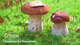  Presentation with mushroom - PPT theme featuring porcini mushroom boletus edulis background and a tawny brown colored foreground