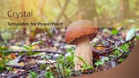  Presentation with mushroom - Cool new theme with porcini-mushroom-in-forest-boletus backdrop and a yellow colored foreground