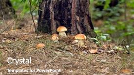  Presentation with fresh lettuce strawberries blueberries mushroom - Theme having porcini mushroom surrounded by plant background and a coral colored foreground