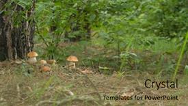  Presentation with mushroom - Theme having porcini mushroom surrounded by plant background and a tawny brown colored foreground