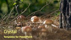  Presentation with button mushroom fresh mushroom - Audience pleasing PPT theme consisting of porcini mushroom surrounded by plant backdrop and a tawny brown colored foreground