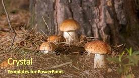  Presentation with oyster mushrooms fresh mushrooms - Slide deck with porcini mushroom surrounded by plant background and a tawny brown colored foreground