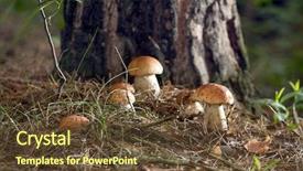  Presentation with mushroom - Colorful PPT theme enhanced with porcini mushroom surrounded by plant backdrop and a tawny brown colored foreground
