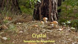  Presentation with button mushroom fresh mushroom - Audience pleasing slide deck consisting of porcini mushroom surrounded by plant backdrop and a tawny brown colored foreground