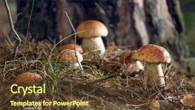  Presentation with mushroom - PPT theme featuring porcini mushroom surrounded by plant background and a tawny brown colored foreground