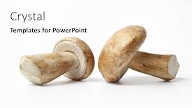 Presentation with mushrooms - PPT layouts with porcini-mushrooms-close-up-isolated background and a white colored foreground