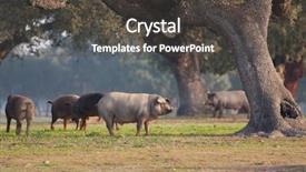  Presentation with farming - Slides featuring iberian pig eating acorns background and a dark gray colored foreground