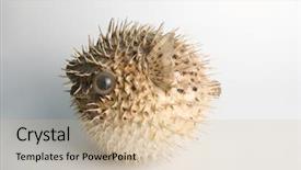  Presentation with fish - PPT layouts with porcupine fish isolated background and a soft green colored foreground