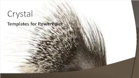  Presentation with background - Slides featuring porcupine in front background and a white colored foreground