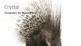  Presentation with navratri festival front page pdf - Theme featuring porcupine in front background and a white colored foreground