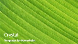  Presentation with green-abstract - Colorful presentation enhanced with pore space - abstract green background closeup detail backdrop and a shamrock green colored foreground