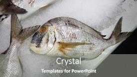  Presentation with fish people - Slide set consisting of porgy-wild-caught-porgy-fish background and a gray colored foreground