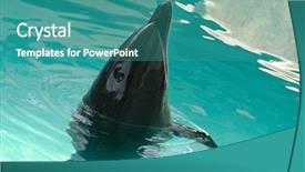  Presentation with dolphin - Audience pleasing theme consisting of porpoise - bottle-nosed dolphin in aquarium closeup backdrop and a  colored foreground