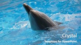  Presentation with dolphin - Slides having porpoise - bottle-nosed dolphin in aquarium closeup background and a  colored foreground