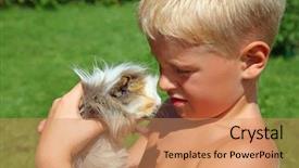  Presentation with guinea pig - Slides enhanced with porpoise - boy plays with guinea pig background and a coral colored foreground