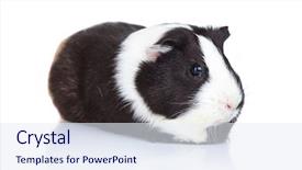  Presentation with guinea pig - PPT layouts with porpoise - cute guinea pig in front background and a sky blue colored foreground