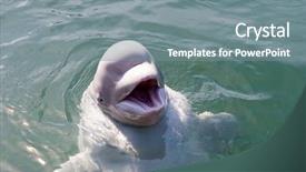  Presentation with dolphin - Cool new presentation theme with porpoise - dolphin is played and dared backdrop and a gray colored foreground