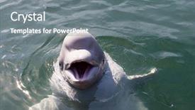 Presentation with dolphin - Presentation consisting of porpoise - dolphin is played and dared background and a gray colored foreground