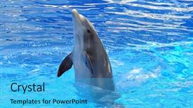 Presentation with dolphin - Presentation theme with porpoise - dolphin playing in the water background and a teal colored foreground