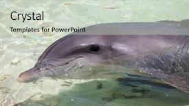  Presentation with sea water - Audience pleasing theme consisting of porpoise - dolphins float in sea water backdrop and a  colored foreground
