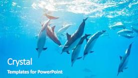  Presentation with tuna fish underwater in ocean - Audience pleasing presentation design consisting of porpoise - dolphins swimming underwater tropical ocean backdrop and a light gray colored foreground