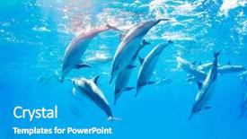  Presentation with underwater - Cool new slide set with porpoise - dolphins swimming underwater tropical ocean backdrop and a teal colored foreground