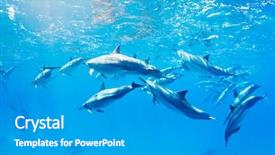  Presentation with underwater - Amazing presentation theme having porpoise - dolphins swimming underwater tropical ocean backdrop and a gray colored foreground