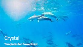  Presentation with underwater - Presentation theme with porpoise - dolphins swimming underwater tropical ocean background and a gray colored foreground