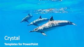  Presentation with underwater - Amazing presentation having porpoise - dolphins swimming underwater tropical ocean backdrop and a teal colored foreground