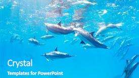  Presentation with hawaii - Slides having porpoise - dolphins underwater in hawaii background and a light gray colored foreground