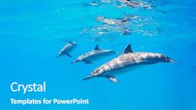  Presentation with hawaii retirement - Colorful slides enhanced with porpoise - dolphins underwater in hawaii backdrop and a teal colored foreground